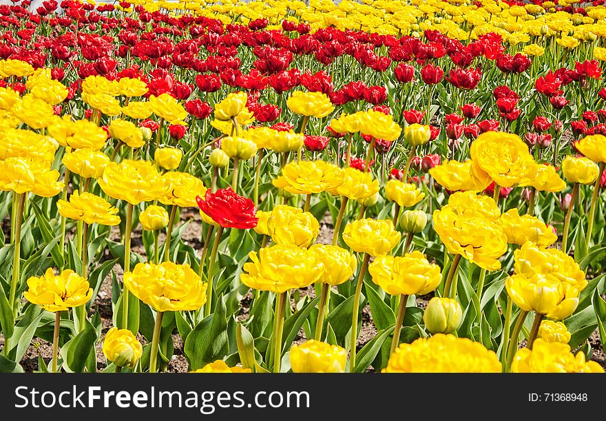 Red And Yellow Tulips Growing In The Flowerbed