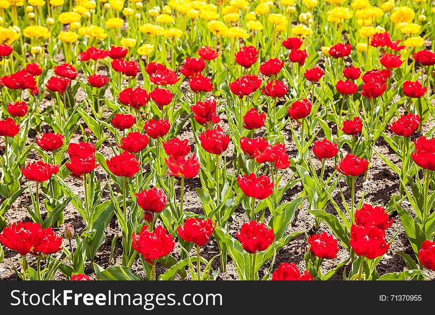 Bright yellow and red tulips blooming on the flowerbed on spring day