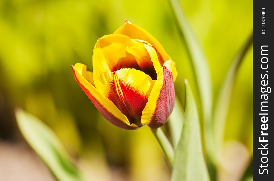 Red and yellow tulip growing in the garden closeup