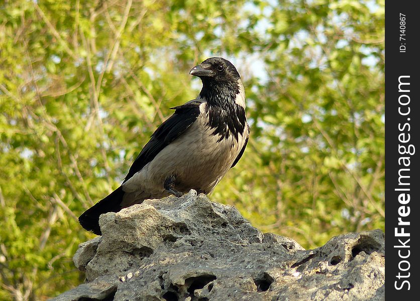 Crow on rock in town looking for something