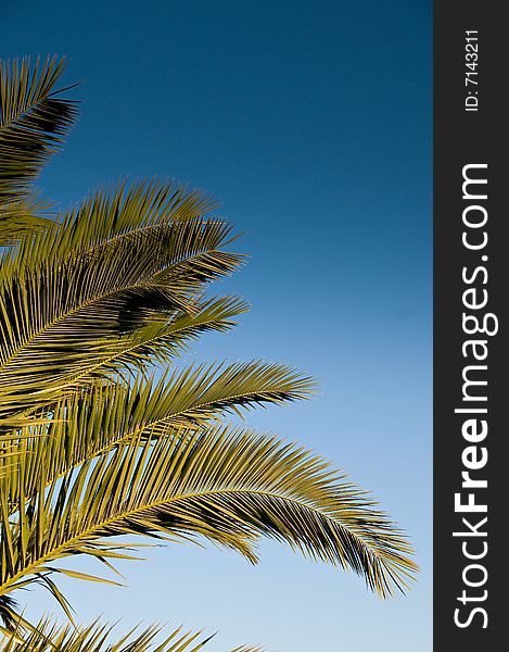 Palm tree leaf isolated over blue sky