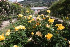 The Rose Garden Royalty Free Stock Images The Rose Garden Royalty Free Stock Images