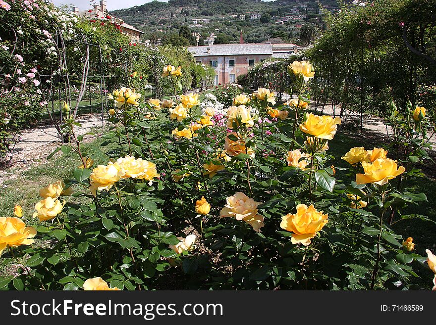 The rose garden of the nerves park