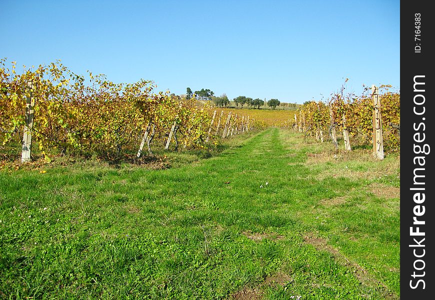 Autumn vineyard on a blue sky. Autumn vineyard on a blue sky