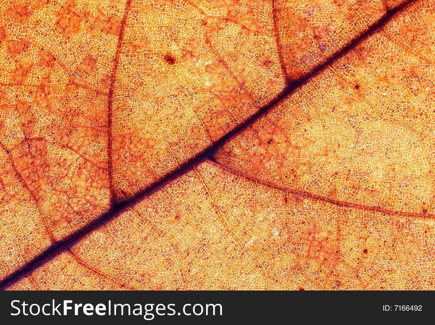 Autumn leaf background, close-up shot