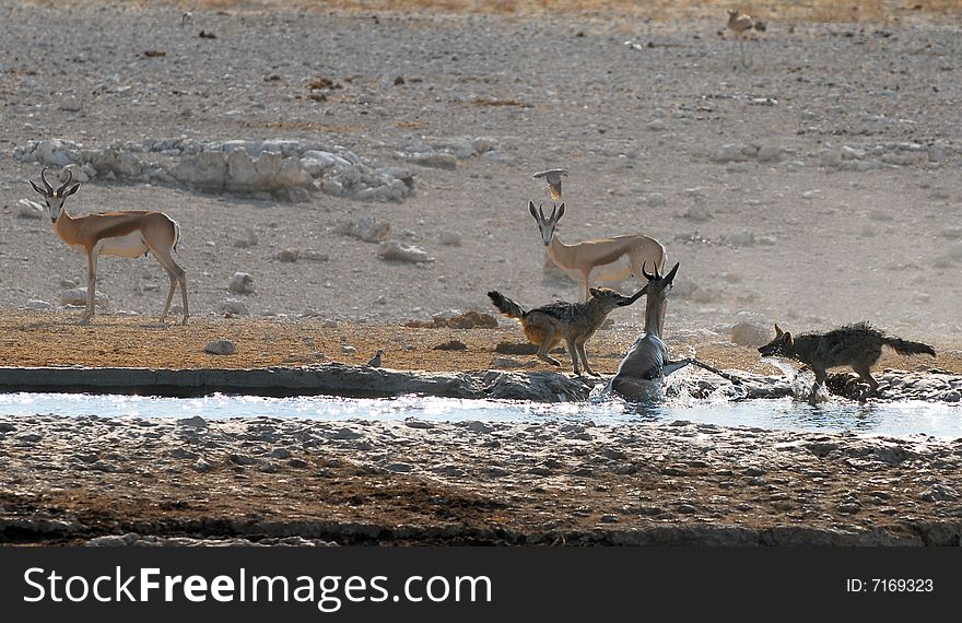 Two jackals attacking a helpless springbok that fell into the water. Two jackals attacking a helpless springbok that fell into the water