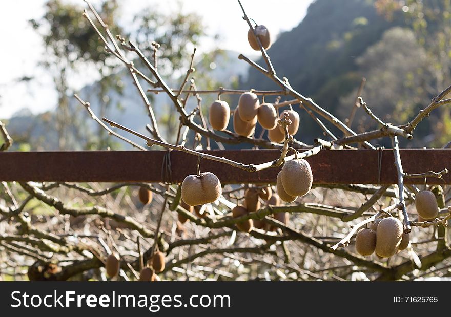 Ripe Kiwi fruit on the branch