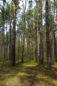Forest Road Stock Image Forest Road Stock Image