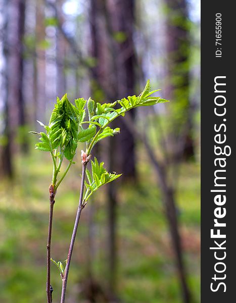 The beginning of spring. Bloom in the forest leaves. The beginning of spring. Bloom in the forest leaves.