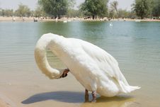 Amazing Beautiful Swan Cleans His Feather In The Lake Stock Photography