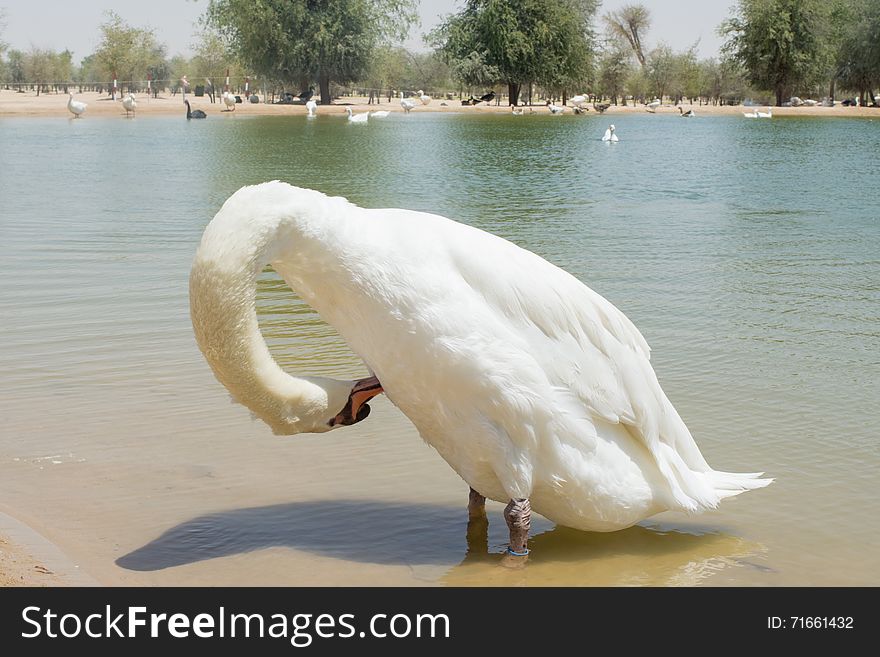 Amazing beautiful swan cleans his feather in the lake