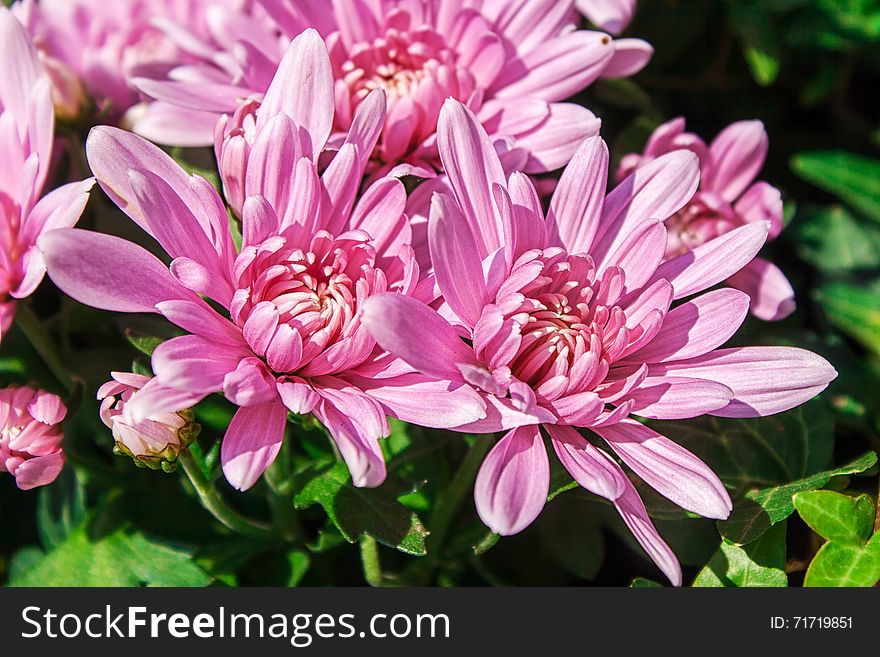 Pink Chrysanthemum Closeup