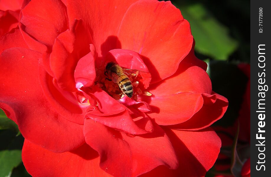 The bee inside the red rose that is pollinating