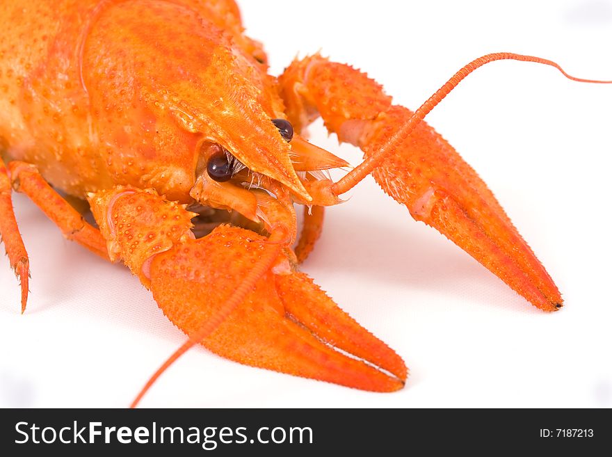 Boiled crayfish isolated on white background