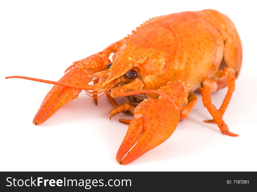 Boiled crayfish isolated on white background