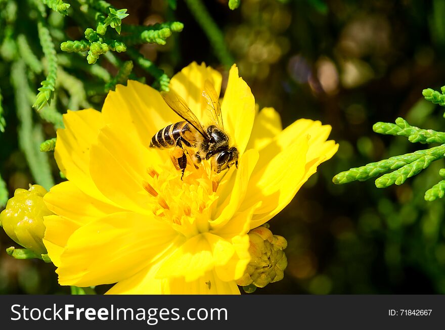 Bee On Flower