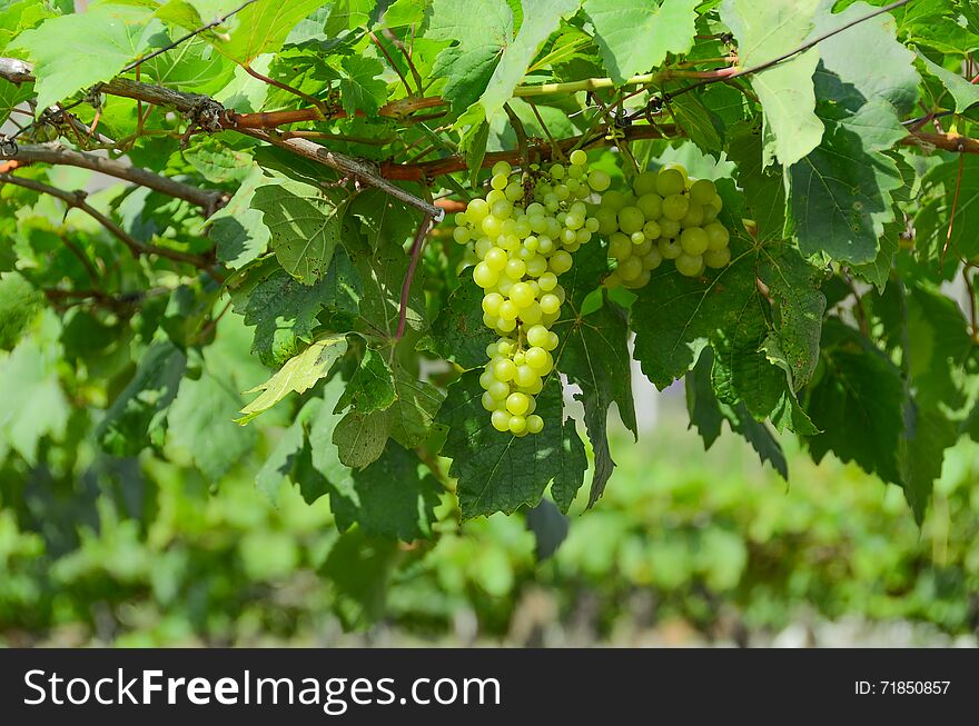 Green grapes in the garden