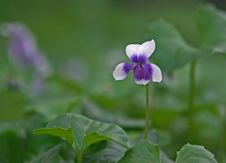 A Delicate Australian Violet Flower Stock Photo