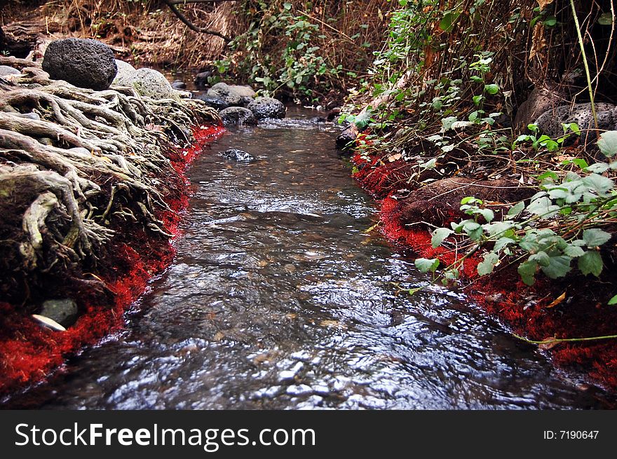 quick little creek flowing between red riversides