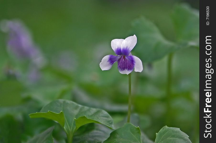 A closeup of a small Viola hederacea white with violet flower in a background of green leaves of the plant. A closeup of a small Viola hederacea white with violet flower in a background of green leaves of the plant.