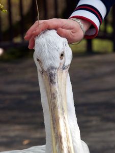 Great White Pelican - Pelecanus Onocrotalu Stock Images Great White Pelican - Pelecanus Onocrotalu Stock Images