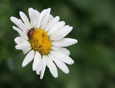 Marguerite And Bug Royalty Free Stock Photography Marguerite And Bug Royalty Free Stock Photography