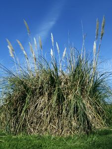 Pampas Grass Stock Photo Pampas Grass Stock Photo