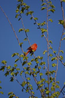 Cardinal Royalty Free Stock Photo