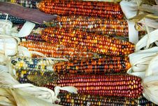 Indian Corn Stock Photos