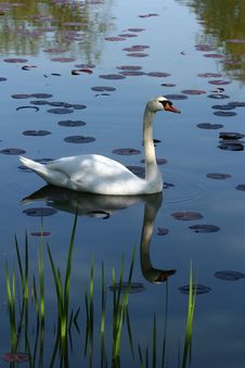 Swans Stock Images Swans Stock Images