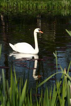 Swans Stock Image