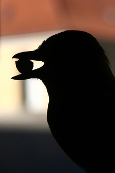 Bird Stock Photography