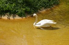 White Swan Royalty Free Stock Photography