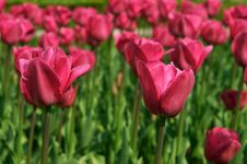 Two Pink Tulips Royalty Free Stock Photo