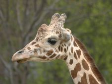 Giraffe Royalty Free Stock Image Giraffe Royalty Free Stock Image