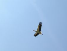 Stork Flying Stock Photography