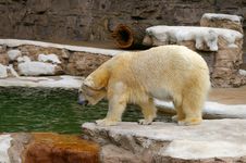 Polar Bear Stock Photo Polar Bear Stock Photo