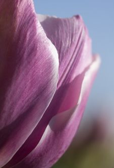 Pink Tulip (Tulipa - Hermione - Peony Flowering Tulip) Stock Image Pink Tulip (Tulipa - Hermione - Peony Flowering Tulip) Stock Image