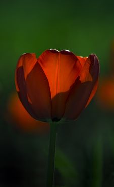 Red Tulip Glows In The Sun Royalty Free Stock Photography Red Tulip Glows In The Sun Royalty Free Stock Photography