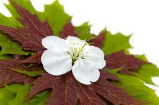 Maple Leaves 4 Royalty Free Stock Photography Maple Leaves 4 Royalty Free Stock Photography