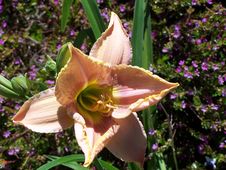 Day Lilly Royalty Free Stock Photography Day Lilly Royalty Free Stock Photography