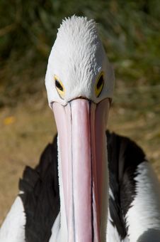 Pelican Head Shot Stock Image