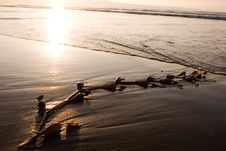 Seaweed On Beach 1 Stock Images Seaweed On Beach 1 Stock Images