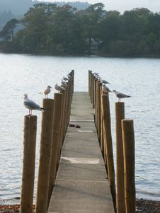 Gulls In A Row Stock Image Gulls In A Row Stock Image