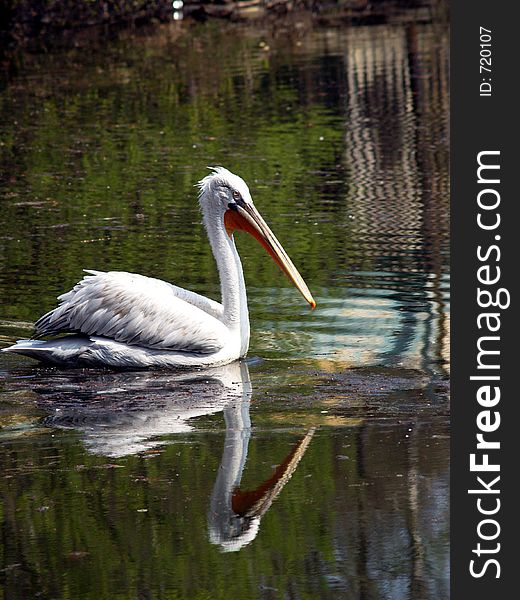 Great White Pelican - Pelecanus Onocrotalu