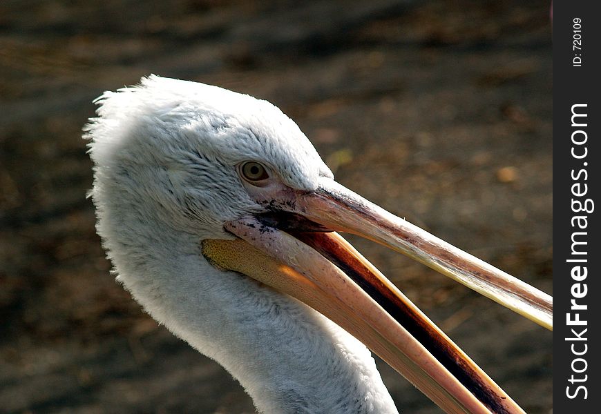 Great white pelican detail. Great white pelican detail
