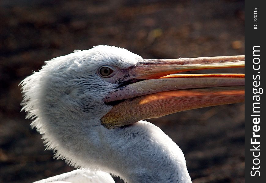 Great white pelican, detail. Great white pelican, detail