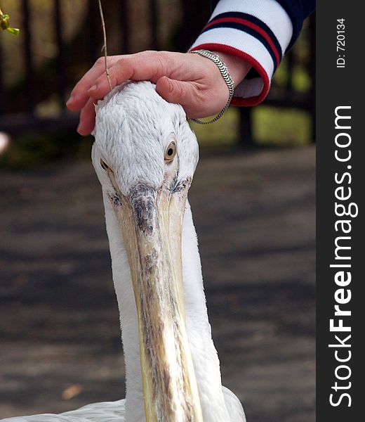 Great white pelican - Pelecanus onocrotalu