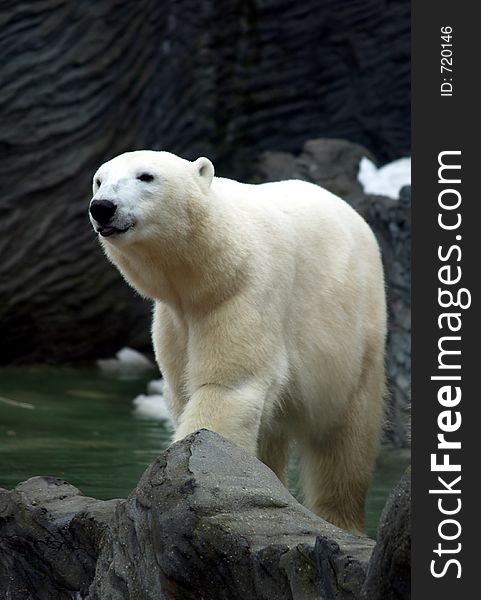 The white bear from Prag zoo