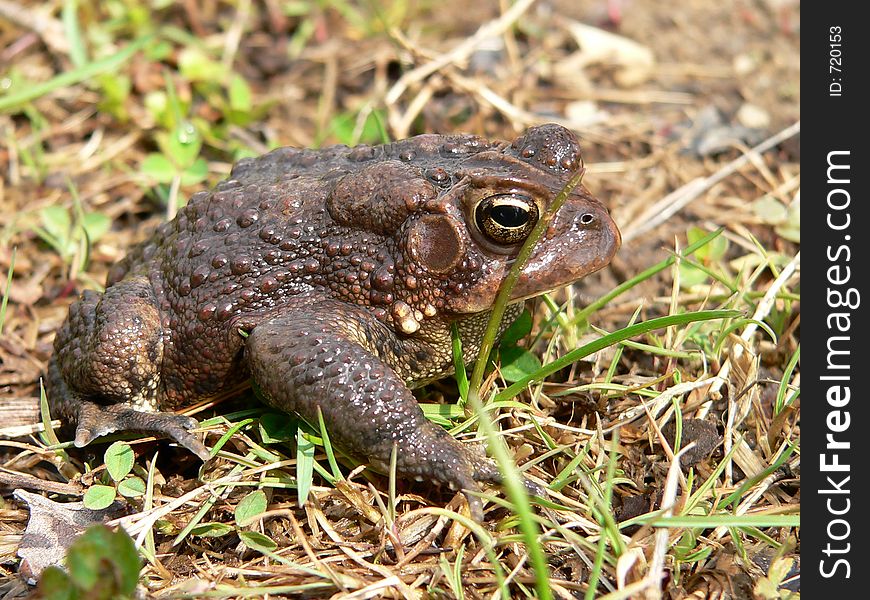 American Toad. American Toad